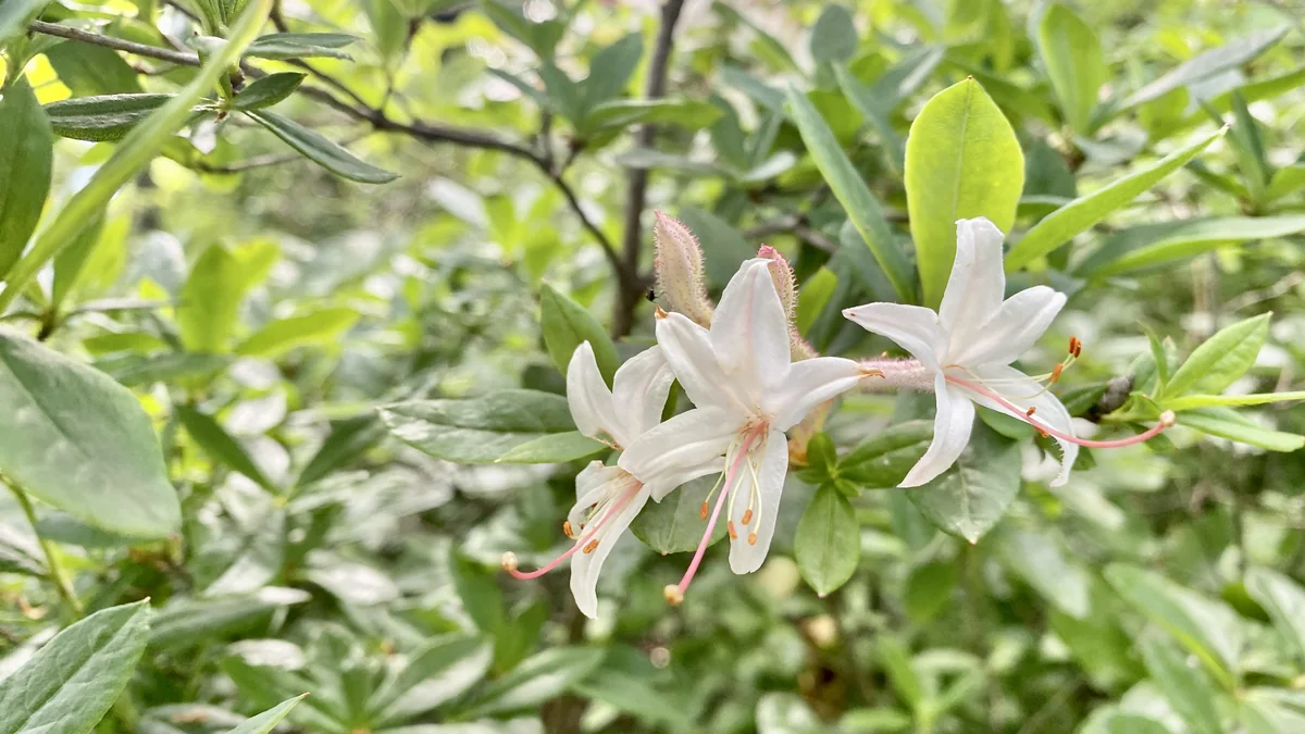 A beginner-friendly mountain trail near Asheville and the Blue Ridge Parkway