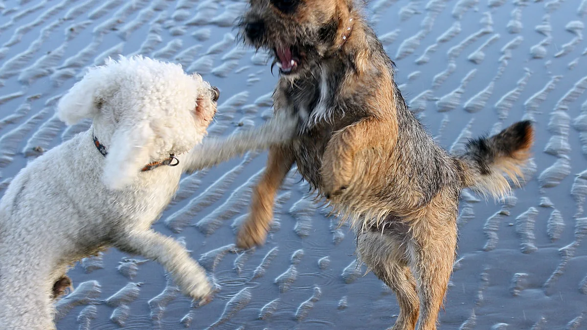 How to Introduce a New Puppy to an Older Dog featured image