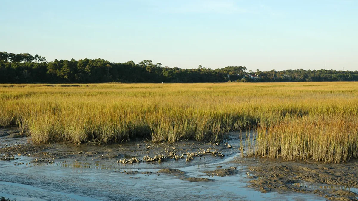 A quiet salt marsh near the Myrtle Beach area