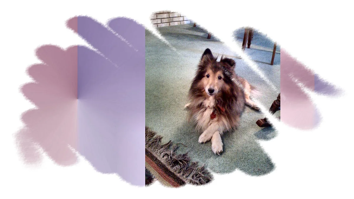 What to Do If a Neighbor’s Dog Keeps Coming Onto Your Property featured image