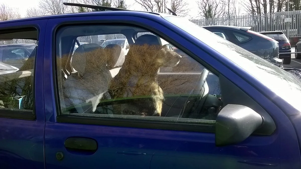 Why Some Dogs Hate Car Rides and How to Help Them featured image