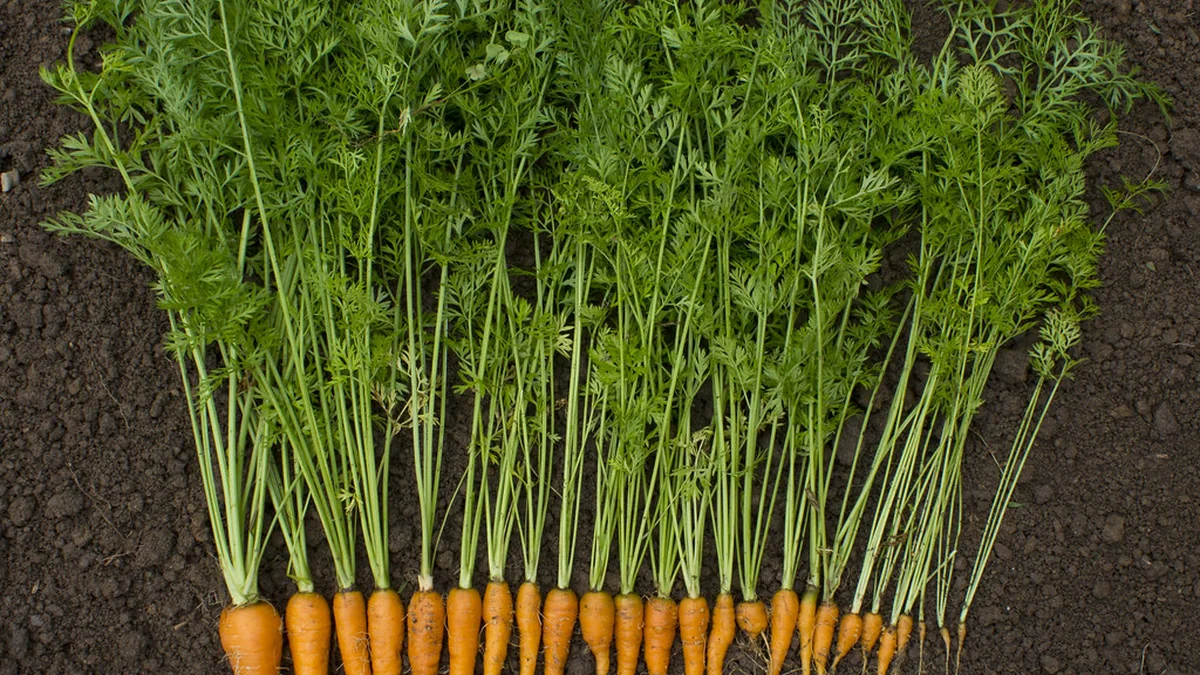 Backyard Agriculture Ideas for People With Small Yards featured image