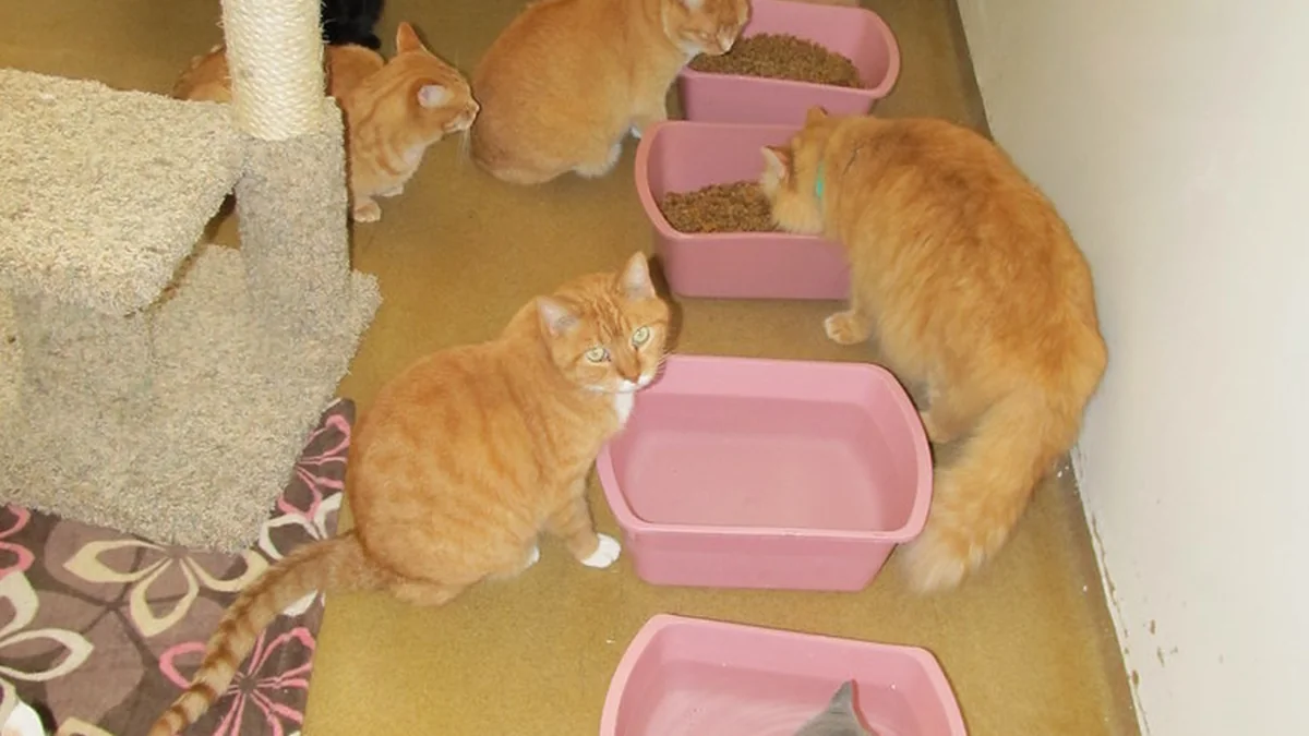 How to Keep a Pet-Friendly Home From Feeling Destroyed featured image