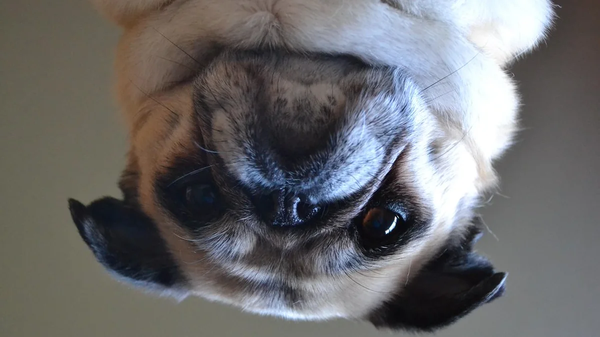 Things Every Dog Owner Pretends Are Completely Normal featured image